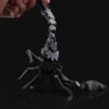 Emperor Scorpion - Image 3